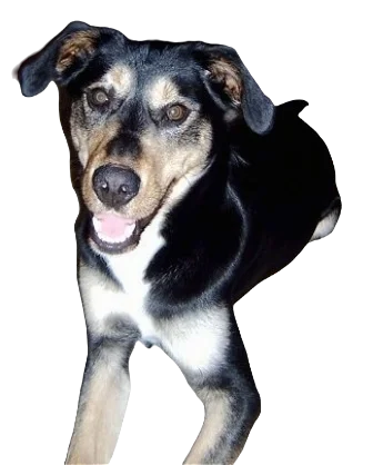 Alaskan Irish Setsky Dog breed information in all topics