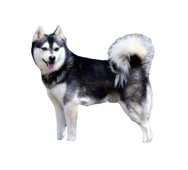 Alaskan Klee Kai Dog breed information in all topics