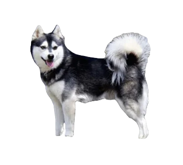 Alaskan Klee Kai Dog breed information in all topics