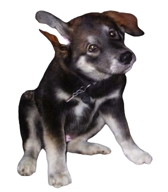 Alaskan Malador Dog breed information in all topics