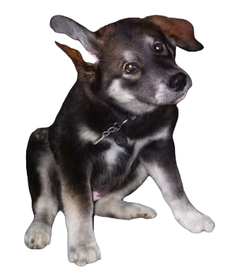 Alaskan Malador Dog breed information in all topics