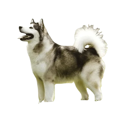 Alaskan Malamute Dog breed information in all topics