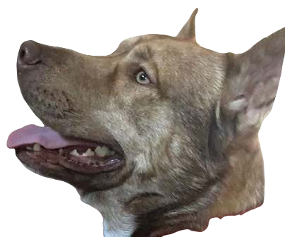 Alaskan Pit Bull Terrier Dog breed information in all topics