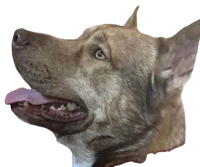 Alaskan Pit Bull Terrier Dog breed information in all topics