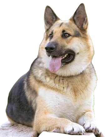 Alaskan Shepherd Dog breed information in all topics