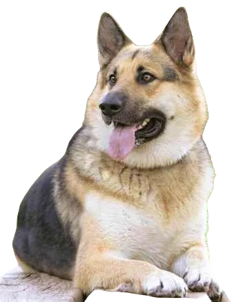 Alaskan Shepherd Dog breed information in all topics