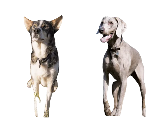 Alaskan Weimsky Dog breed information in all topics