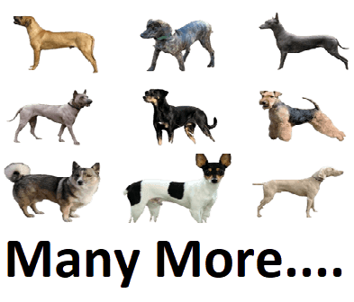 All dogs information in the world