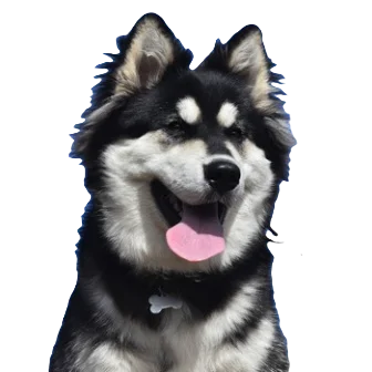 Alusky Dog breed information in all topics