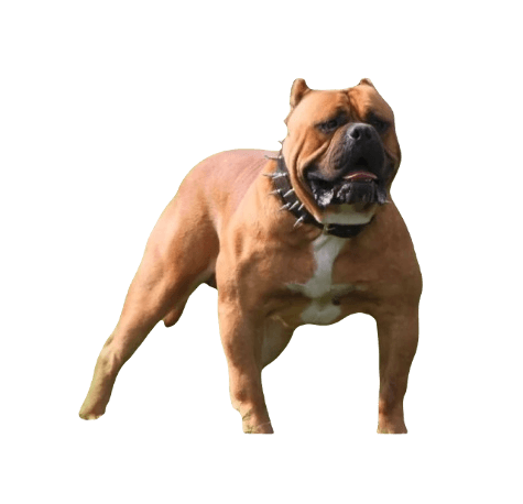 American Bandogge Dog breed information in all topics