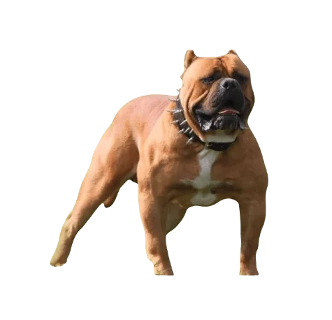 American Bandogge Dog breed information in all topics