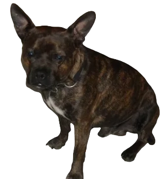 American Boston Bull Terrier Dog breed information in all topics