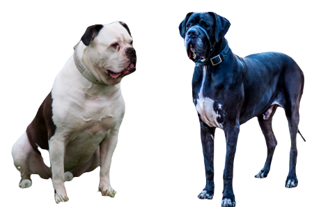 American Bull Dane Dog breed information in all topics