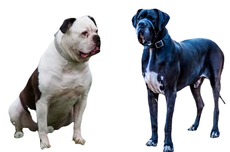 American Bull Dane Dog breed information in all topics