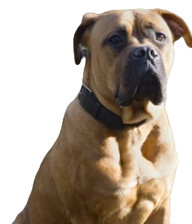 American Bull Dogue De Bordeaux Dog breed information in all topics