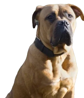 American Bull Dogue De Bordeaux Dog breed information in all topics
