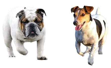 American Bull Jack Dog breed information in all topics