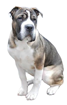 American Bull Pei Dog breed information in all topics