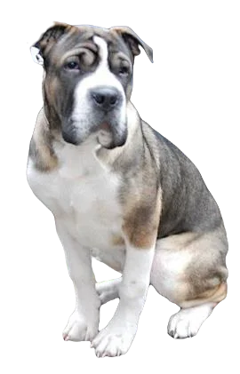 American Bull Pei Dog breed information in all topics