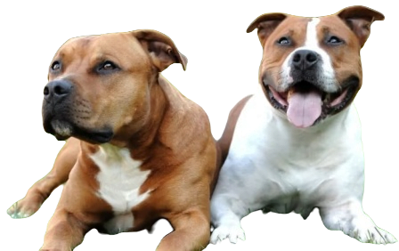 American Bull Staffy Dog breed information in all topics