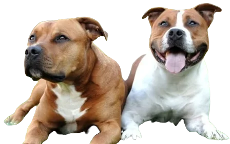American Bull Staffy Dog breed information in all topics