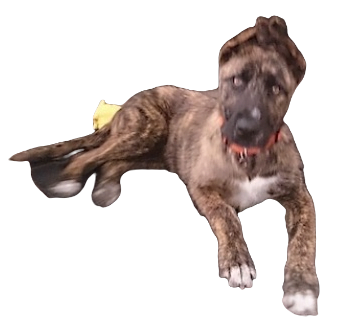 American Bulldog Shepherd Dog breed information in all topics