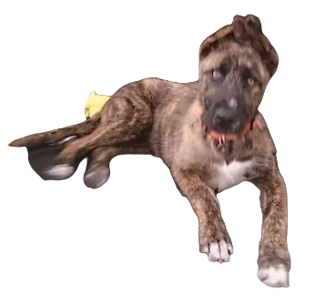 American Bulldog Shepherd Dog breed information in all topics
