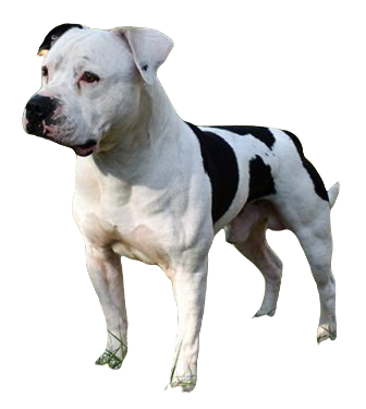 American Bull Dog Dog breed information in all topics