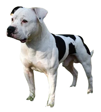 American Bull Dog Dog breed information in all topics