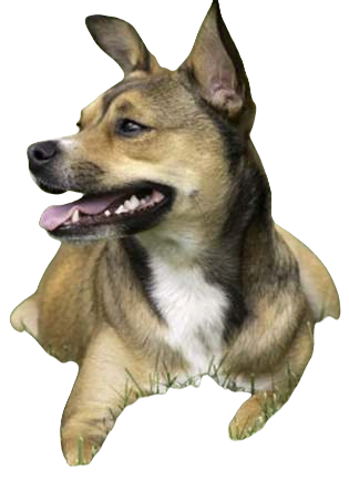 American Bullhuahua Dog breed information in all topics