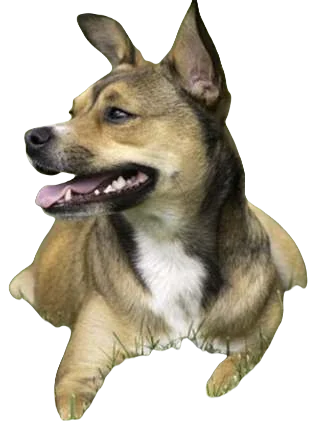 American Bullhuahua Dog breed information in all topics