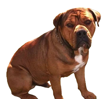American Bullweiler Dog breed information in all topics