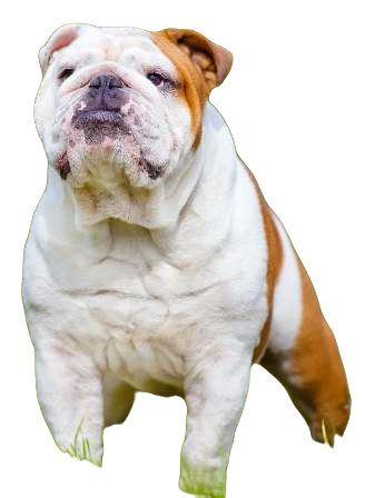 American Chow Bull Dog breed information in all topics