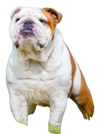 American Chow Bull Dog breed information in all topics