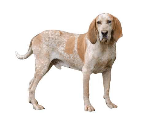 American English Coonhound Dog breed information in all topics
