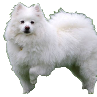 American Eskimo Dog breed information in all topics