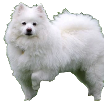 American Eskimo Dog breed information in all topics