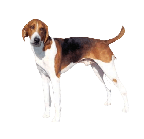 American Foxhound Dog breed information in all topics