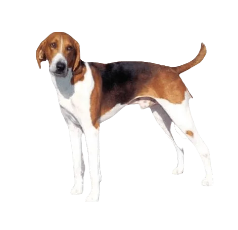 American Foxhound Dog breed information in all topics