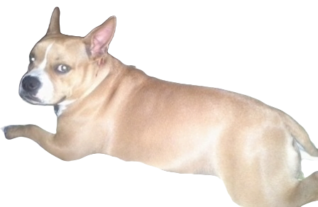 American French Bull Terrier Dog breed information in all topics