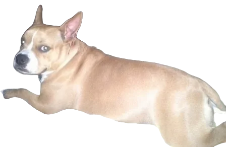 American French Bull Terrier Dog breed information in all topics