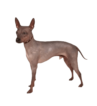 American Hairless Terrier Dog breed information in all topics