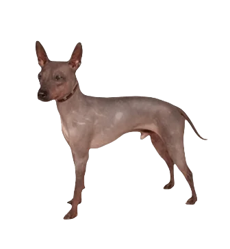 American Hairless Terrier Dog breed information in all topics