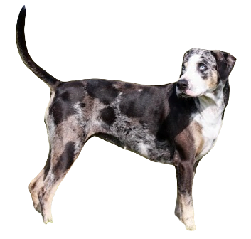 American Leopard Hound Dog breed information in all topics