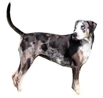 American Leopard Hound Dog breed information in all topics