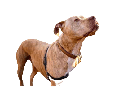 American Pit Bull Terrier Dog breed information in all topics