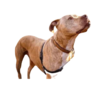 American Pit Bull Terrier Dog breed information in all topics