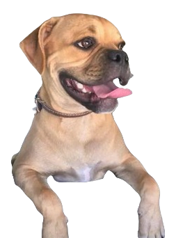 American Pugabull Dog breed information in all topics