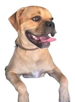 American Pugabull Dog breed information in all topics