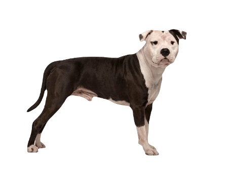 American Staffordshire Terrier Dog breed information in all topics